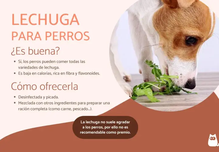 Un perro come lechuga, demostrando que los perros pueden comer lechuga. Es baja en calorías y rica en fibra.