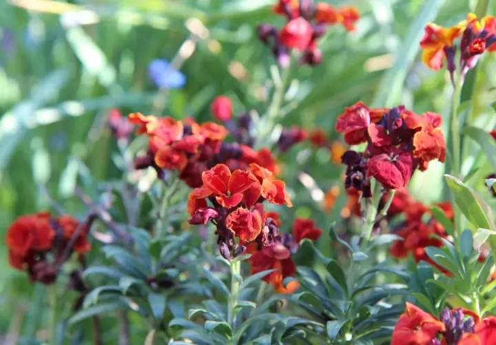 Giroflée des murailles aux teintes orangées et pourpres, épanouie dans un jardin verdoyant.