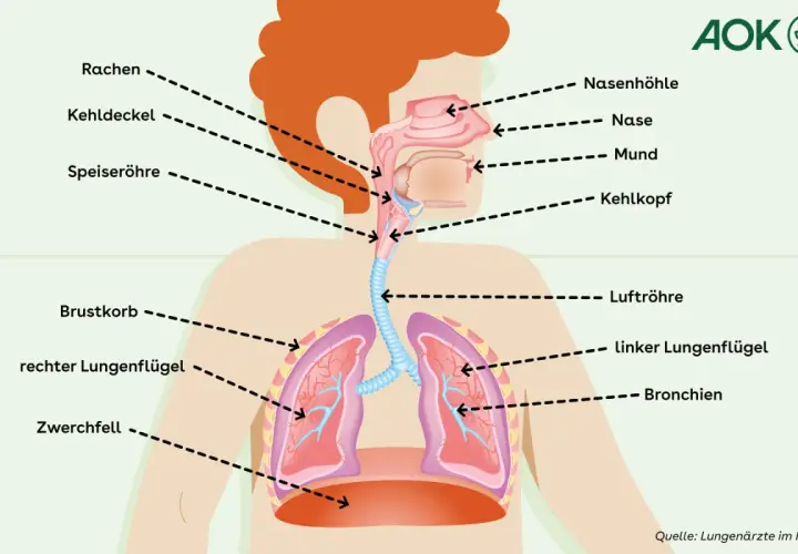 Schema der oberen und unteren Atemwege. Hilfreiche Hausmittel können die Atemwege befeuchten.