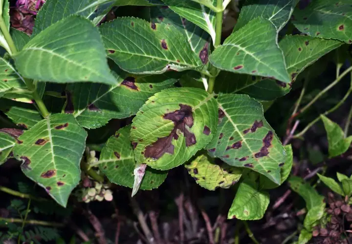 Feuilles d'hortensia atteintes de taches brunes, signe d'une maladie. Les feuilles vertes sont parsemées de marques sombres, certaines coalescent.