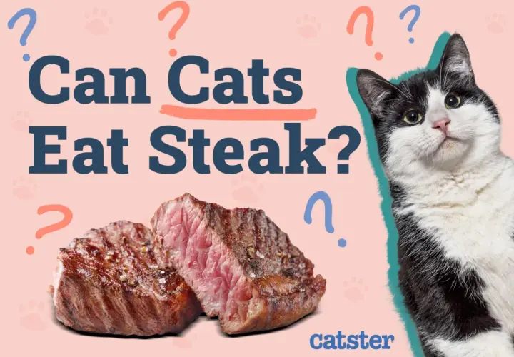 A black and white cat looks curiously at a juicy steak, with the question "Can Cats Eat Steak?" prominently displayed.