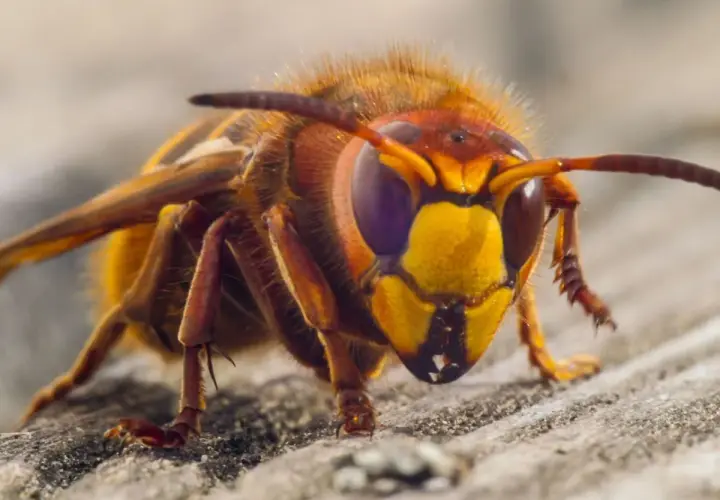 Szerszeń, groźny naturalny wróg pszczół, z bliska. Jego pomarańczowo-żółta głowa i ciemne oczy budzą respekt.