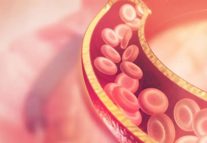 Przekrój naczynia krwionośnego z czerwonymi krwinkami. Wysoki poziom lipoproteiny a może wpływać na zdrowie serca.