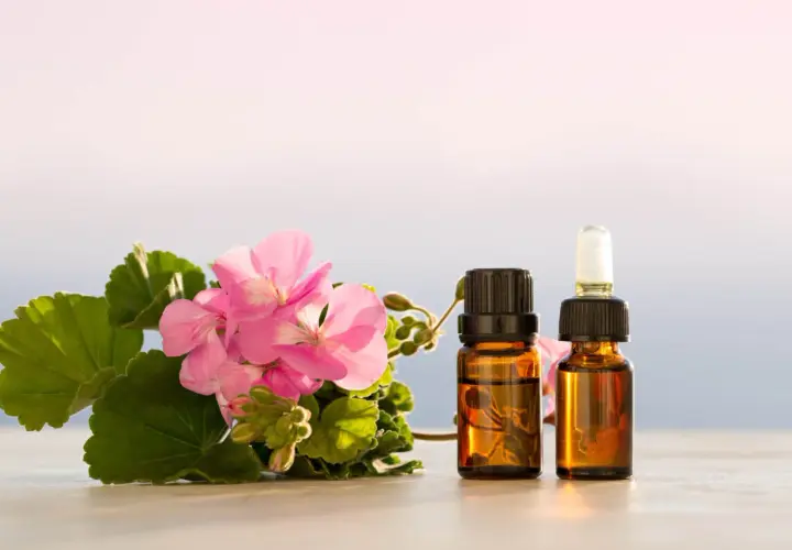 Różowe kwiaty geranium i dwie buteleczki olejku eterycznego. Idealne do domowego sposobu, jak zrobić olejek z geranium.