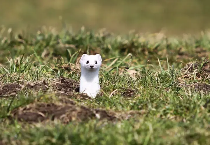 Ein neugieriges weißes Wiesel-Tier lugt aus seinem Bau im Gras hervor.