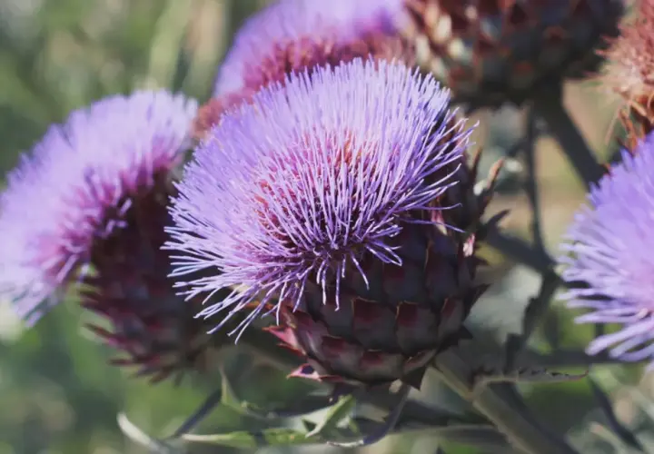 Fiori viola di cardo mariano, noti per le loro proprietà benefiche per il fegato.