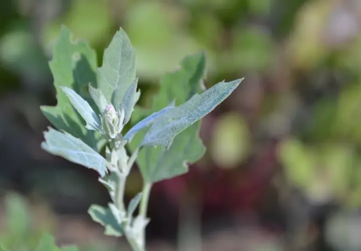 Un giovane germoglio di farinello comune, con foglie leggermente polverose e un piccolo bocciolo rosa, si erge su uno sfondo sfocato di verde e rosso.