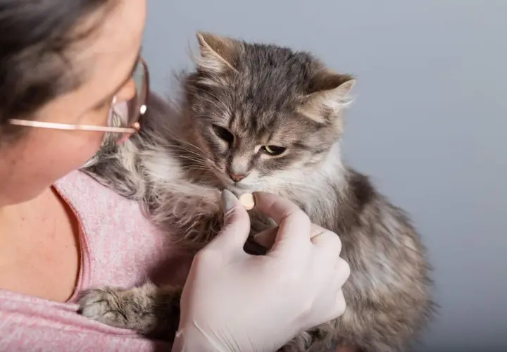 Eine Person gibt einer grauen Katze eine Tablette. Dies ist Teil der regelmäßigen Pflege, um Katzen entwurmen zu lassen und sie gesund zu halten.