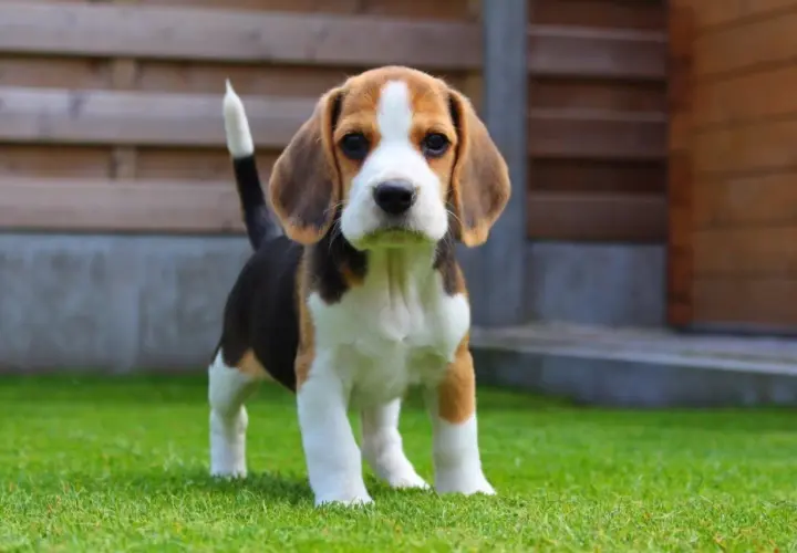 Uroczy szczeniak beagle, idealny towarzysz dla dziecka. Małe rasy najłagodniejsze psy dla dziecka, które pokochają zabawę.