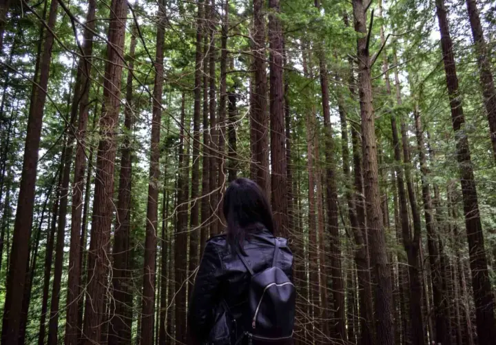 Una persona con mochila negra se adentra en un majestuoso bosque de secuoyas, rodeada de altos y esbeltos troncos.