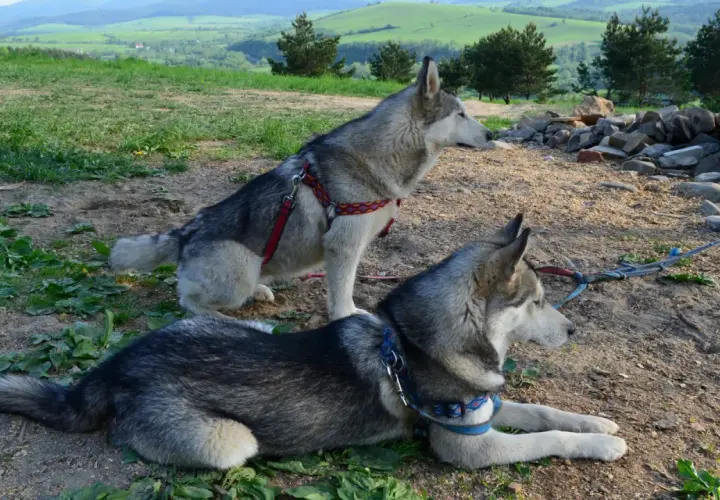 Dwa psy rasy husky odpoczywają na szlaku w Bieszczadach, czekając na dalszą wędrówkę.