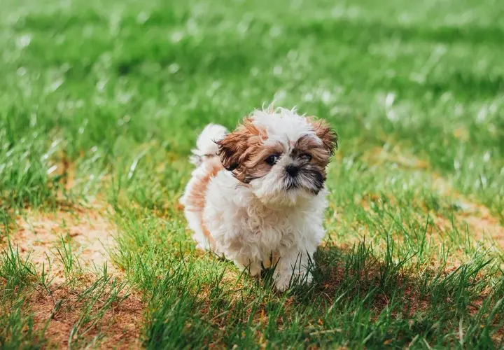 Uroczy szczeniak Shih Tzu na trawie. Zastanawiasz się, czy pies może jeść ciastka? Ten maluch wygląda, jakby marzył o smakołykach.