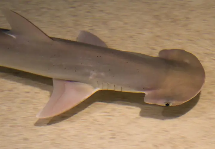 Un tiburón cabeza de pala nada sobre un fondo arenoso, mostrando su distintiva cabeza en forma de martillo y su cuerpo grisáceo con pequeñas manchas oscuras.