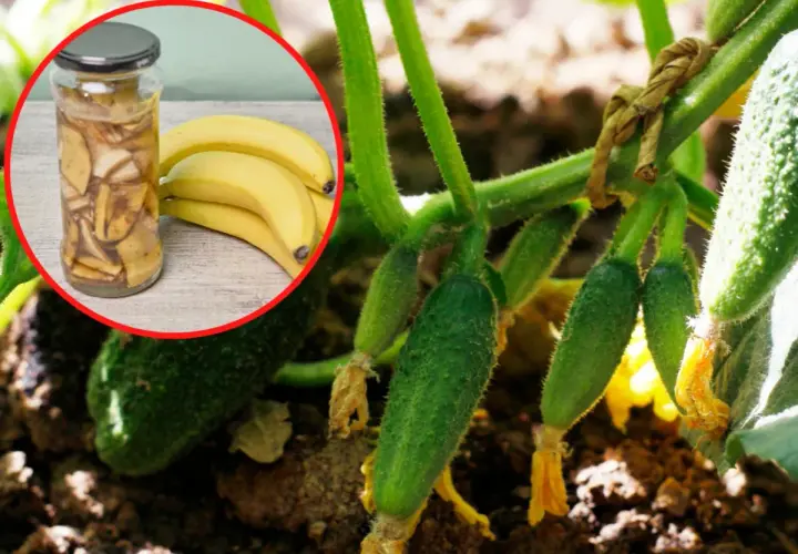 Dlaczego ogórki rosną krzywe? Może to wina bananów i skórki z ziemniaków w słoiku, które widzimy obok młodych ogórków na krzaku.