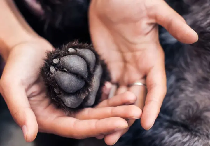 Main d'une personne tenant délicatement la patte d'un chien.