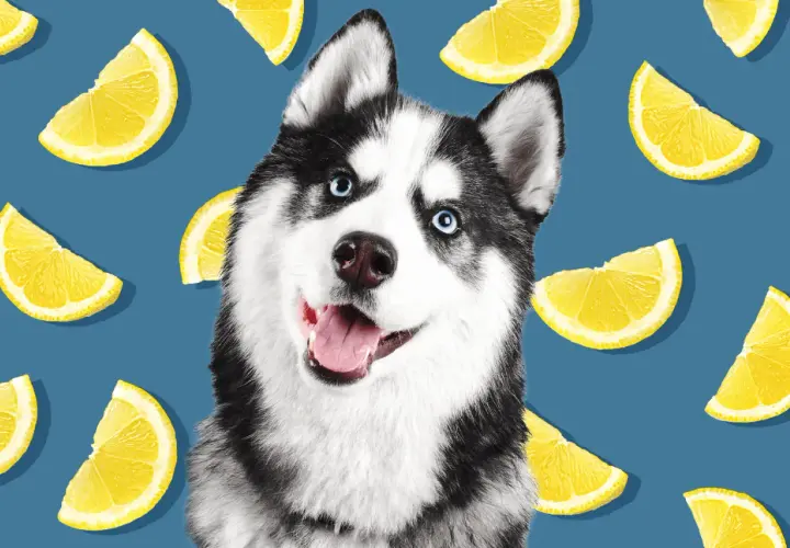 Uśmiechnięty husky otoczony plasterkami cytryny. Czy pies może cytryne? Ten słodki psiak na pewno by spróbował!