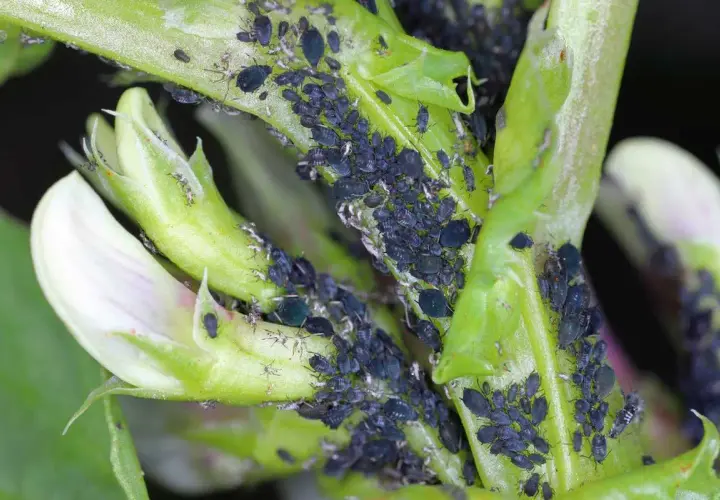 Une invasion de pucerons noirs sur une jeune pousse verte et une fleur de fève. Ces petits insectes ravageurs se multiplient rapidement.