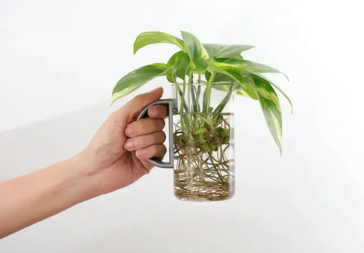Hand hält Glas mit grünen Pflanzen, die Wurzeln im Wasser schlagen. Stecklinge ziehen im Wasser ist einfach und schön.