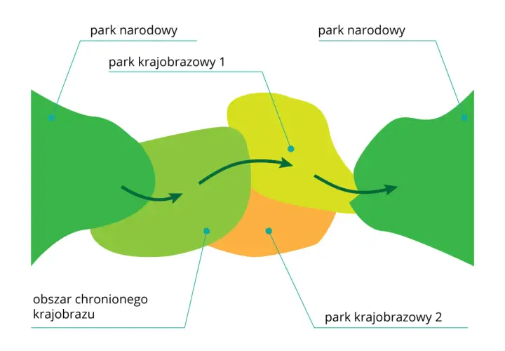 Schemat przedstawia połączenie parku narodowego z parkiem krajobrazowym i obszarem chronionego krajobrazu.