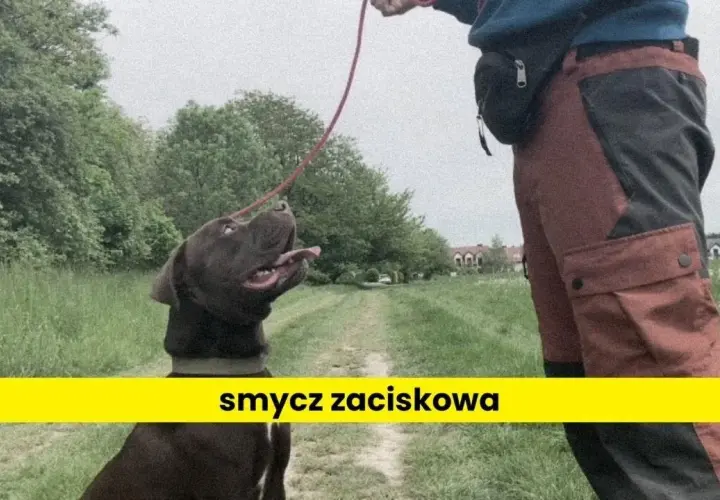 Jak założyć psu obrożę, aby zapewnić mu komfort i bezpieczeństwo