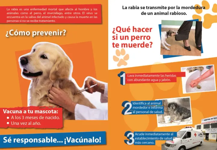 Un perro recibe una vacuna para prevenir la rabia. ¡Vacúnalo!