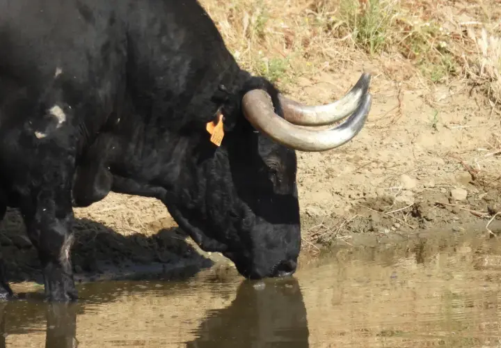Toro negro de **ganadería Las Ramblas** bebe agua en un charco.
