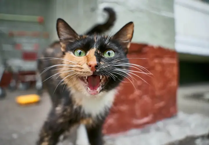 A calico cat with wide green eyes and an open mouth, showing fangs, explains why do cats hiss: they feel threatened.
