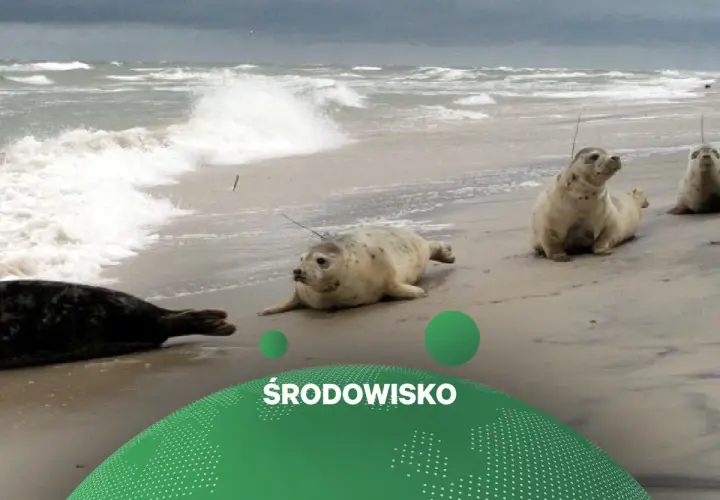 Foki odpoczywają na plaży, a w tle widać wzburzone morze. To piękny widok, który przypomina o potrzebie ochrony naszego środowiska.