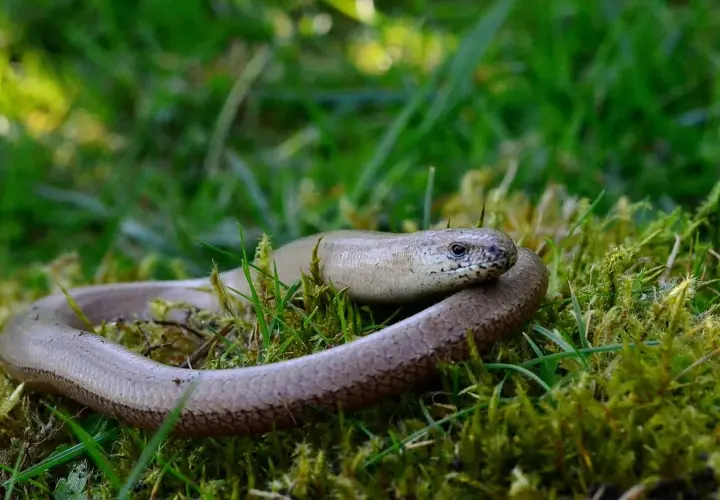 Eine Blindschleiche schlängelt sich durch das grüne Gras und Moos im Garten.