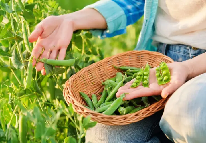 Main d'une personne récoltant des petits pois dans un champ, remplissant un panier. Les pois sont frais et verts.