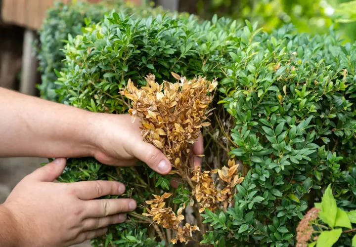 Mains inspectent un buis atteint par la pyrale du buis, retirant des branches sèches et brunes.