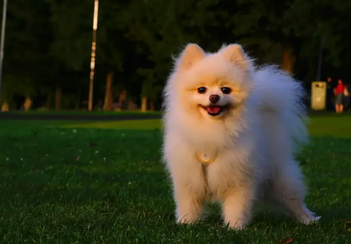 Uroczy pomeranian, rasa psa znana z puszystej sierści, radośnie pozuje na trawie w parku.