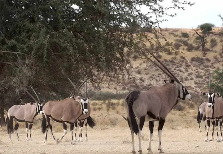 Un grupo de oryx animal africano, con sus distintivas marcas faciales y cuernos largos, se refugian bajo la sombra de un árbol en un paisaje árido.