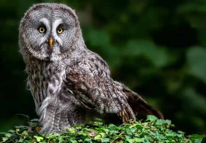 Gufo grigio con occhi gialli, un vero animale notturno. Forse aspetta Edward, ma non si presenta.