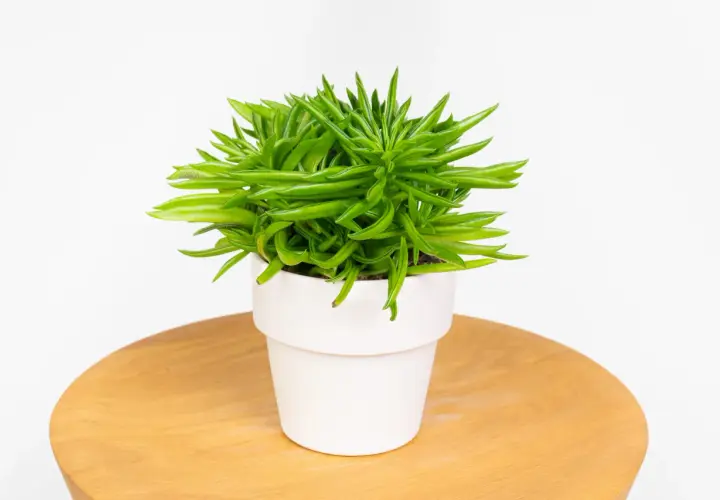Peperomia ferreyrae w białej doniczce, z soczystymi, zielonymi liśćmi przypominającymi fasolki, stoi na drewnianym blacie.