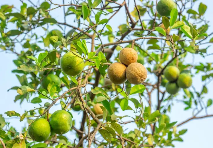 Limoni verdi e alcuni frutti secchi, forse un limone mal secco, pendono da un ramo con foglie verdi.