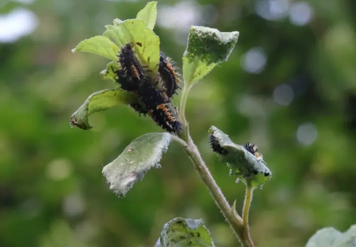 Plusieurs larves de coccinelles, ressemblant à des capucines pucerons, dévorent une feuille verte.