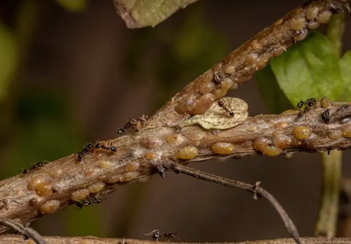 Des fourmis protègent une colonie de cochenilles à carapace, montrant une étape du cycle de vie de ces insectes.