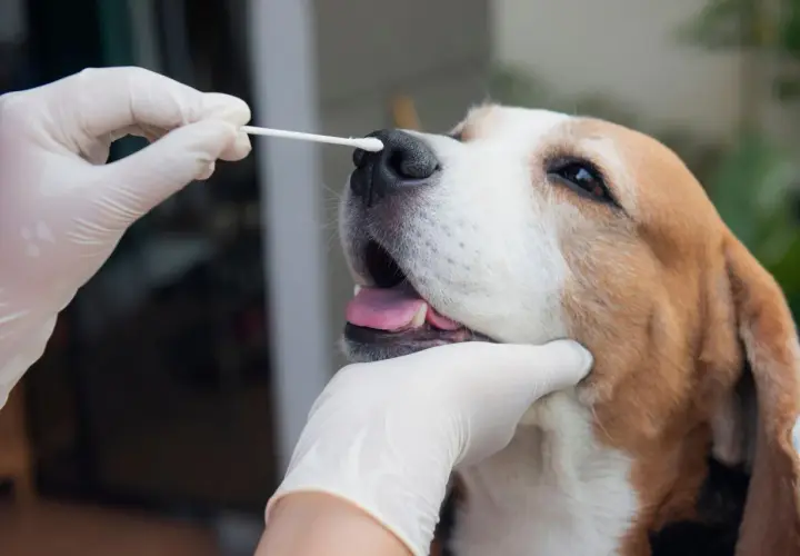 A gloved hand gently swabs a beagle's nose, a test to see if dogs can get salmonella.