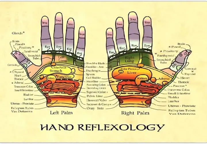 Diagramma della riflessologia mano, che mostra le zone riflesse degli organi e delle ghiandole su palmo sinistro e destro.