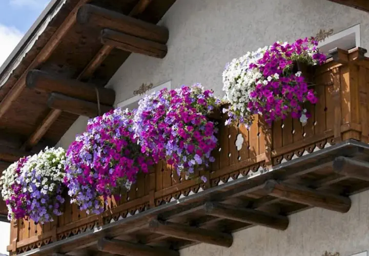 Balkon ozdobiony bujnymi kwiatami letnimi w odcieniach fioletu, różu i bieli.