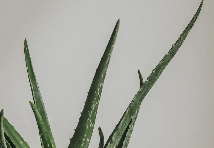 Gröna, taggiga blad från en aloe vera blomma sträcker sig mot en ljus bakgrund.