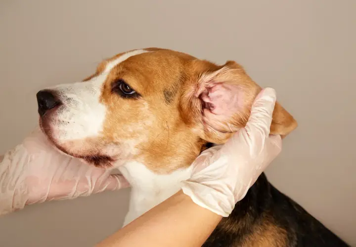 Mani guantate esaminano l'orecchio di un beagle, forse per un'otite.