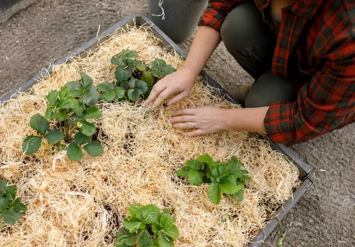 Här planteras jordgubbar i en pallkrage med halm som marktäckning. Händerna arbetar varsamt runt de gröna plantorna.