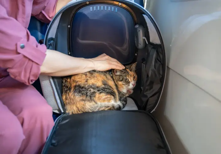 Kot w transporterze, głaskany przez rękę osoby w różowej bluzie.
