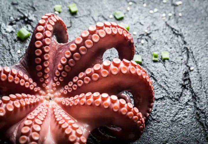 Tentacoli di polpo in umido, pronti per essere gustati, su sfondo scuro con erba cipollina.