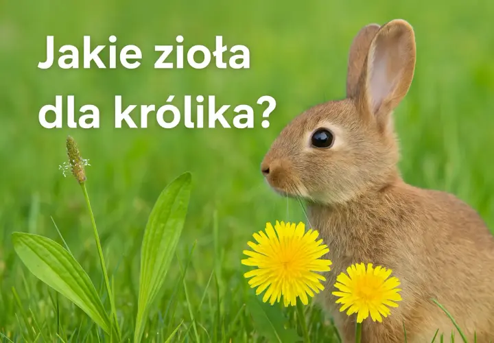 Dieta królika: Co podawać, czego unikać? Kompletny poradnik żywienia!