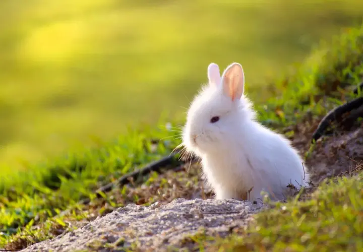 Un tierno conejo mini toy adulto, blanco y esponjoso, asoma entre la hierba verde bajo la luz del sol.