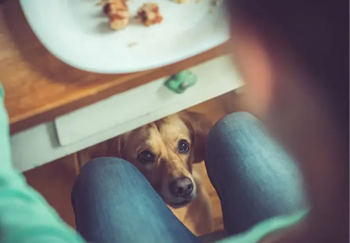 Un perro mira con esperanza desde debajo de una mesa, esperando que le den un trozo de pan.