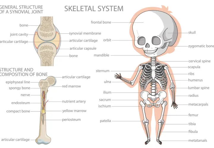Ilustracja przedstawia szkielet człowieka z nazwami części ciała po angielsku, np. skull, femur, tibia.